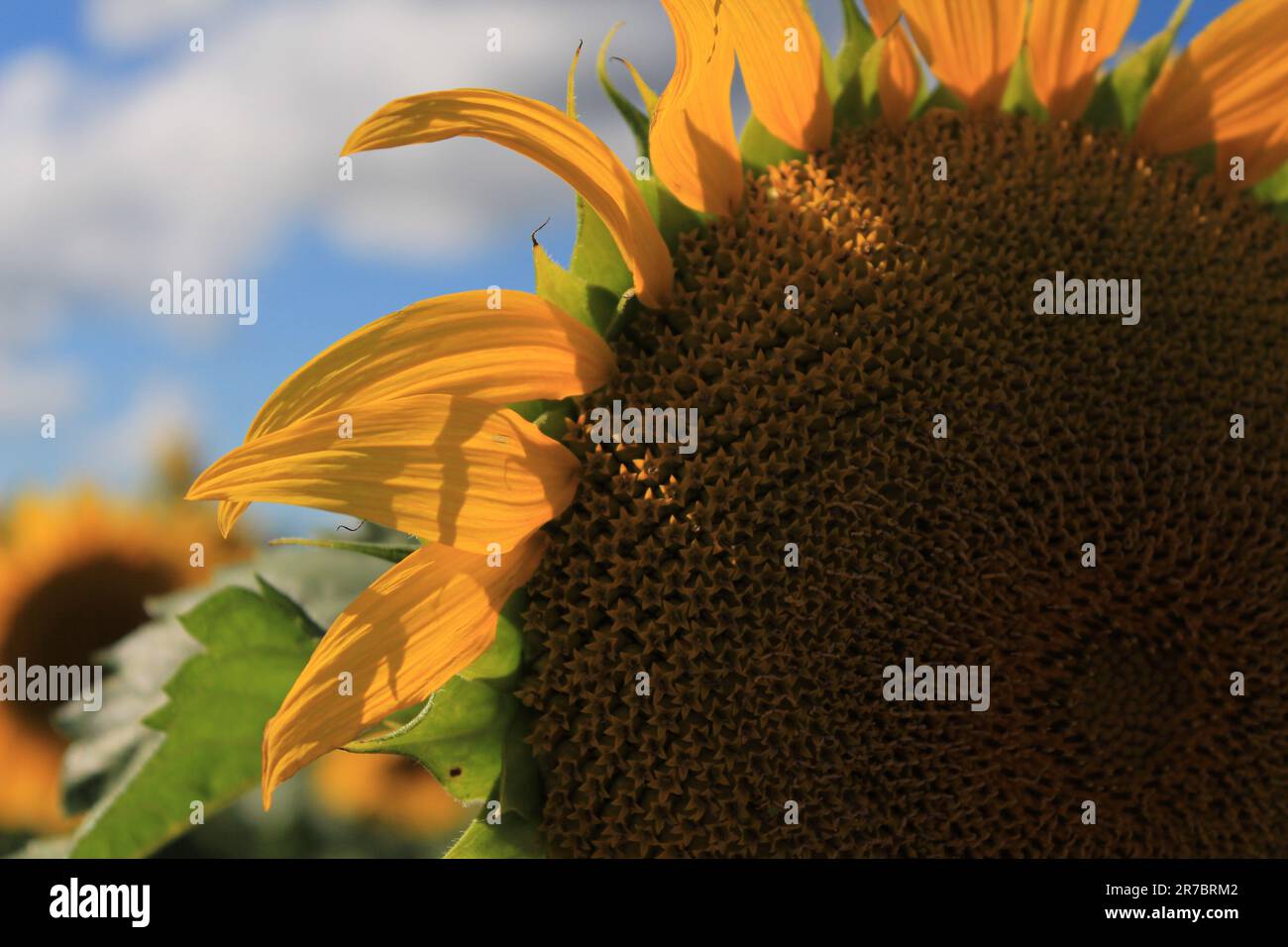 Gros plan d'un tournesol (Helianthus annuus Asterales), à Ottawa (Ontario). Banque D'Images