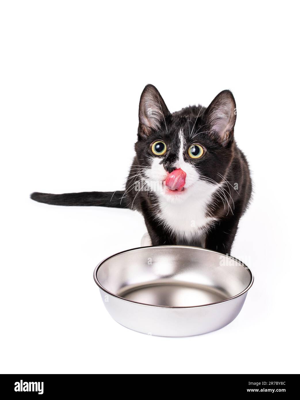 Licking the plate Banque de photographies et d’images à haute résolution Alamy