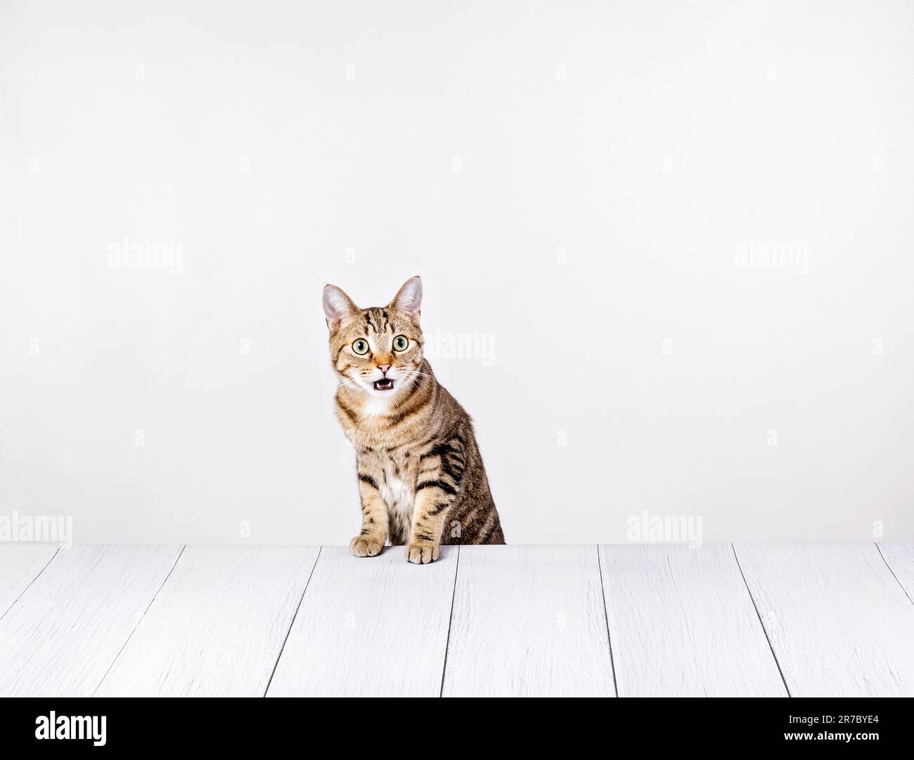 Drôle tabby chat fait un visage surprise regardant la caméra tout en s'asseyant à une table blanche. Banque D'Images
