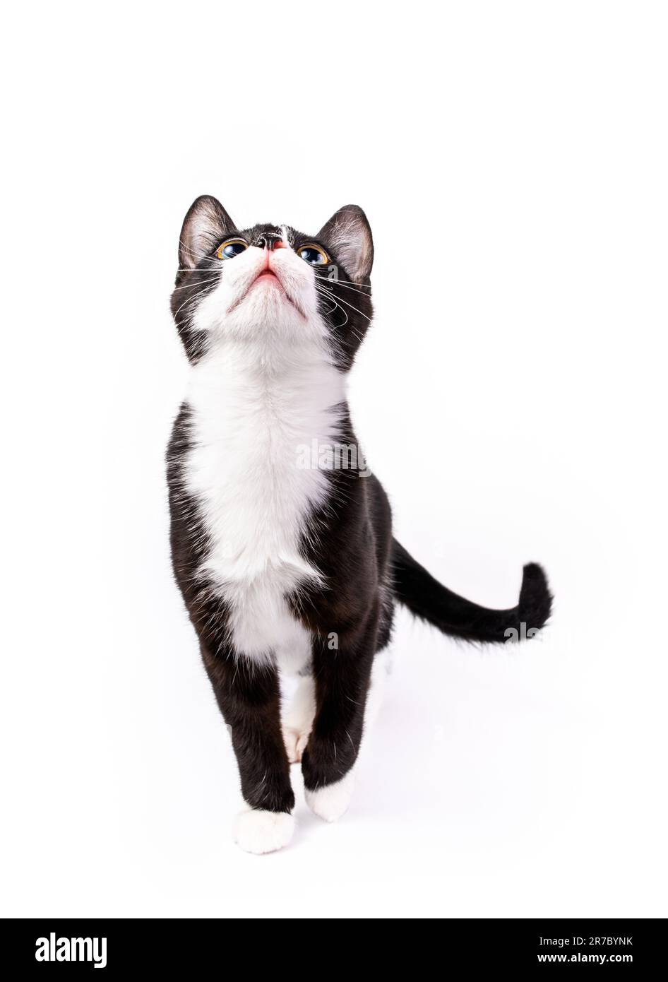 Mignon Tuxedo noir et blanc chaton debout et regardant vers le haut. Isolé sur blanc Banque D'Images