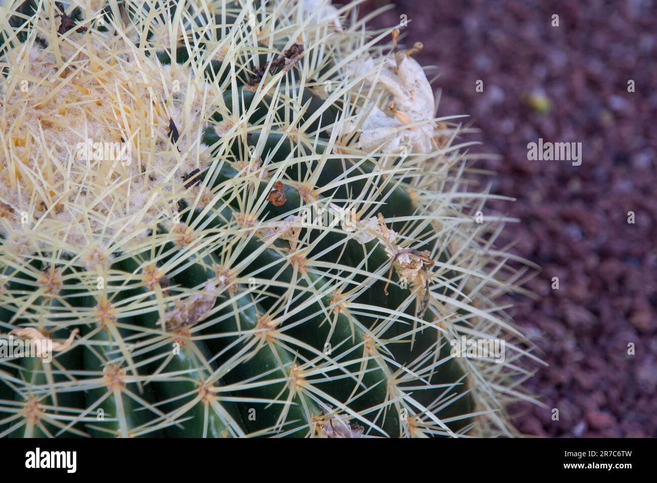 détails des épines d'une plante de cactus Photo Stock Alamy — free download