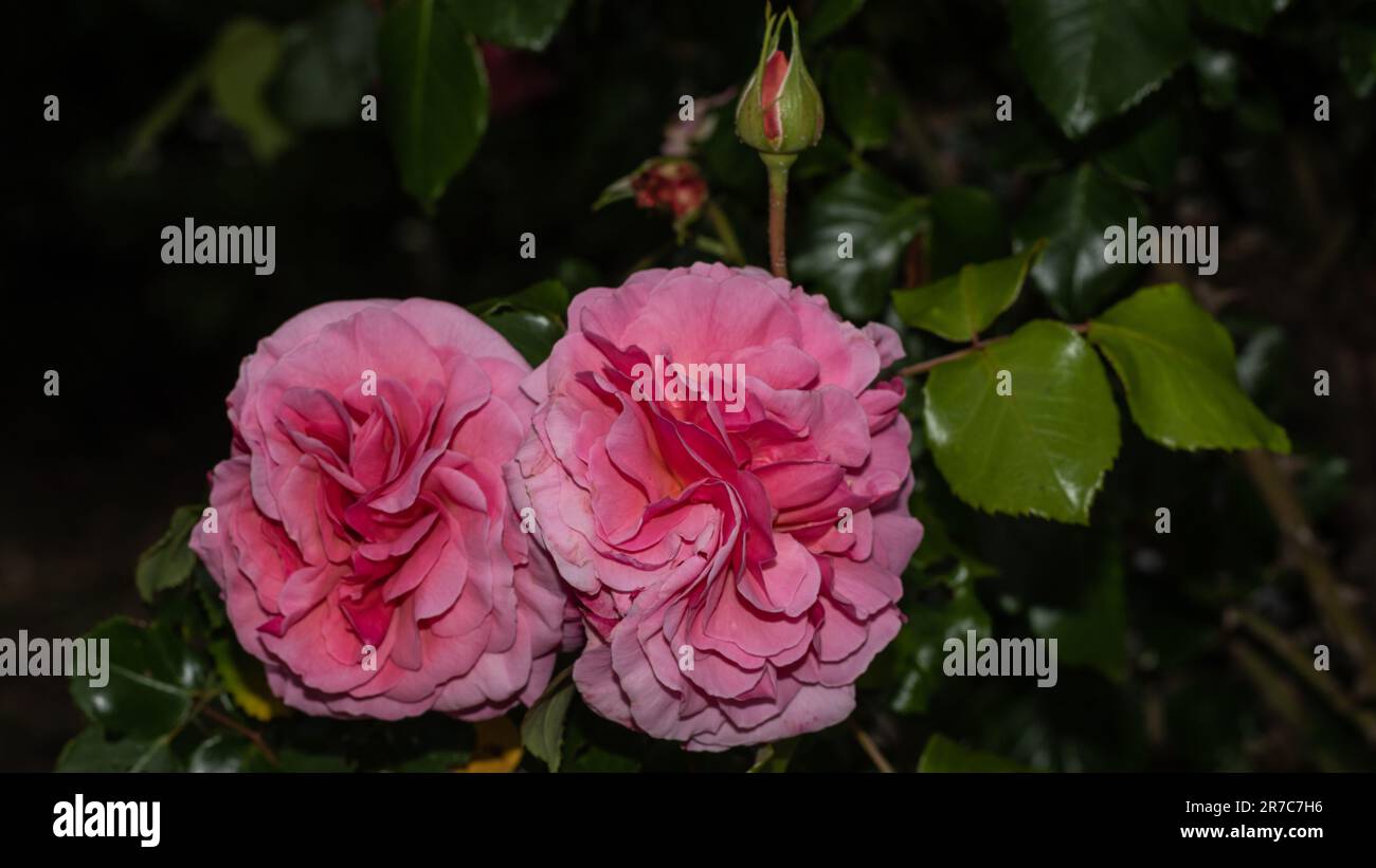 rosa chinensis dans le jardin Banque D'Images