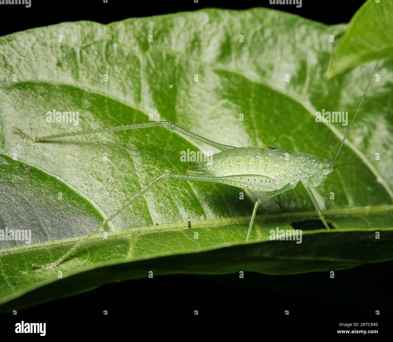 Gros plan d'un petit insecte vert reposant sur la surface d'une feuille vert foncé dans une pièce faiblement éclairée, sans autres créatures vivantes présentes Banque D'Images