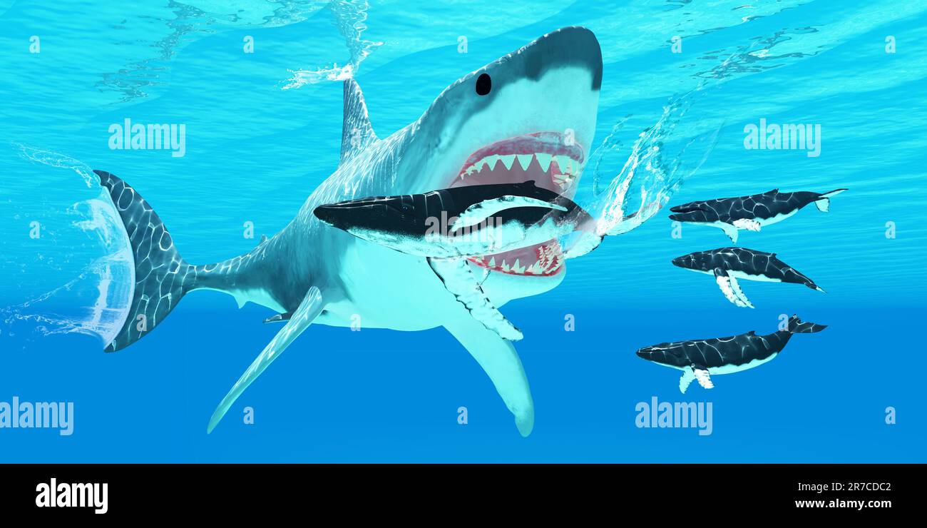 Un requin Mégalodon attaque une baleine à bosse avec une rangée de dents acérées. Banque D'Images