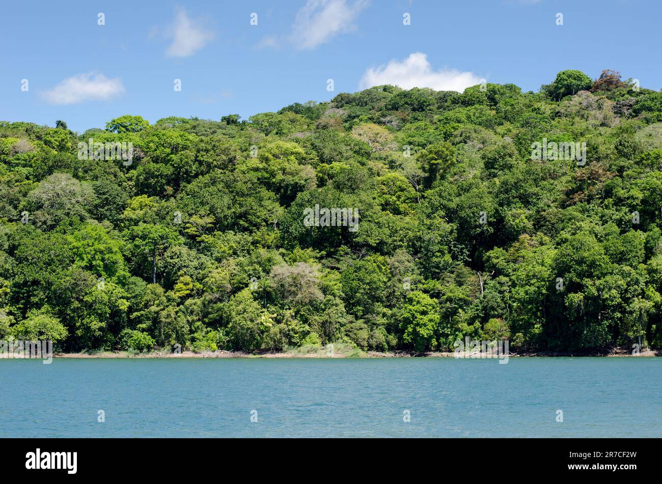 Forêt protégée de San Lorenzo du côté des Caraïbes du Panama Banque D'Images