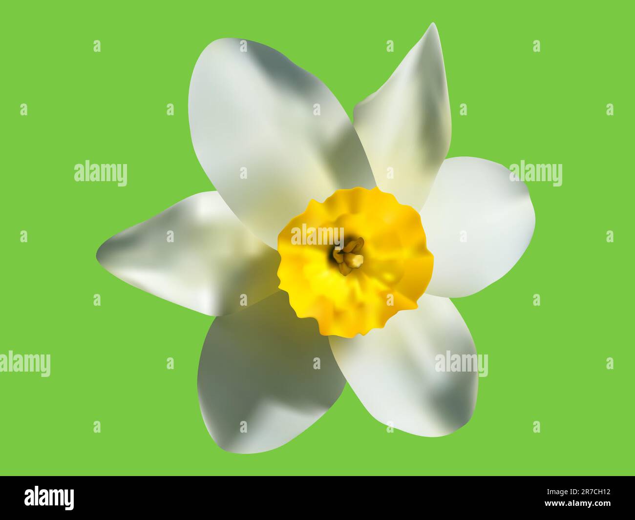 Vector illustration du printemps fleurs de narcisses Illustration de Vecteur