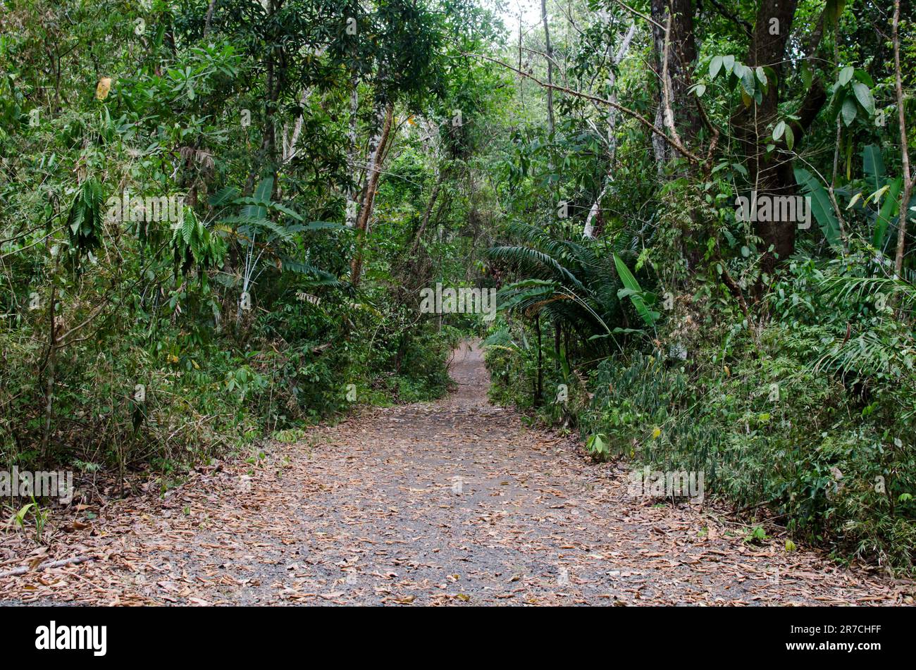 Sentier à l'intérieur du parc national de Camino de Cruces à Panama Banque D'Images