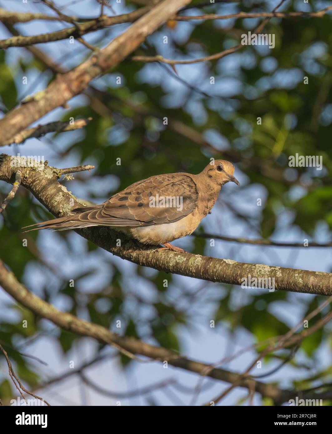 Colombe en deuil perchée dans un arbre dans le nord du Wisconsin. Banque D'Images