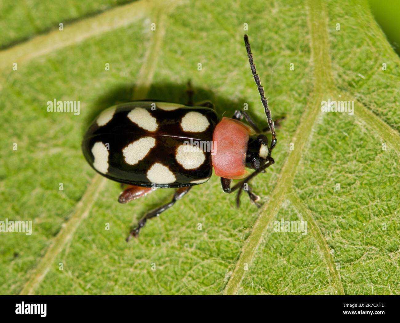Coléoptère aux puces à huit points (Omophoita cyanipennis) sur une feuille de raisin, vue dorsale. Espèces d'insectes trouvées dans les Amériques et les Caraïbes. Banque D'Images
