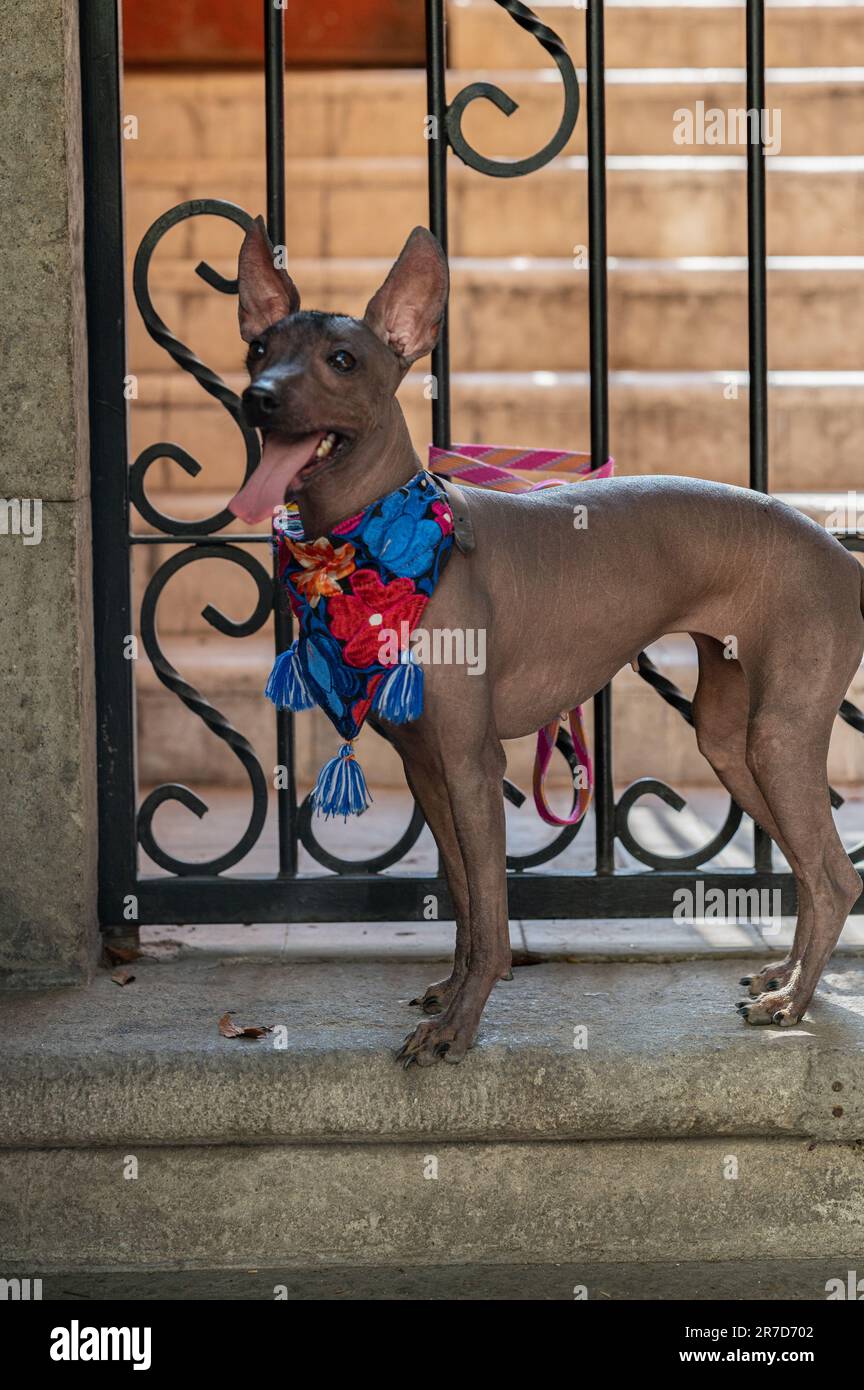 Chien noble Xoloitzcuintle : un symbole de l'héritage mexicain Banque D'Images