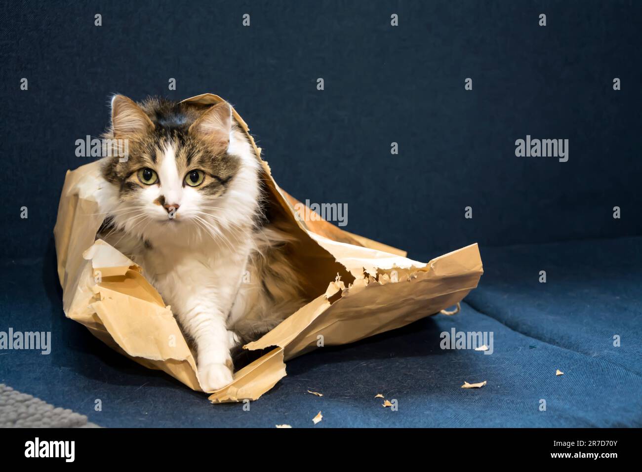 Un beau chat domestique en tabby avec de longues fourrures et des yeux verts assis dans un sac en papier déchiré sur un canapé bleu foncé et regardant l'appareil photo. Horizonta Banque D'Images