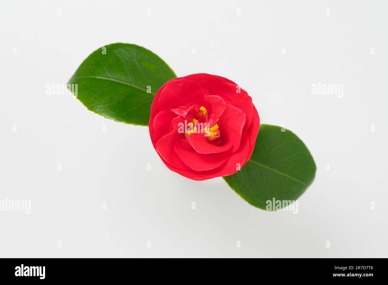 branche de camellia avec fleur isolée sur fond blanc, vue de dessus Banque D'Images