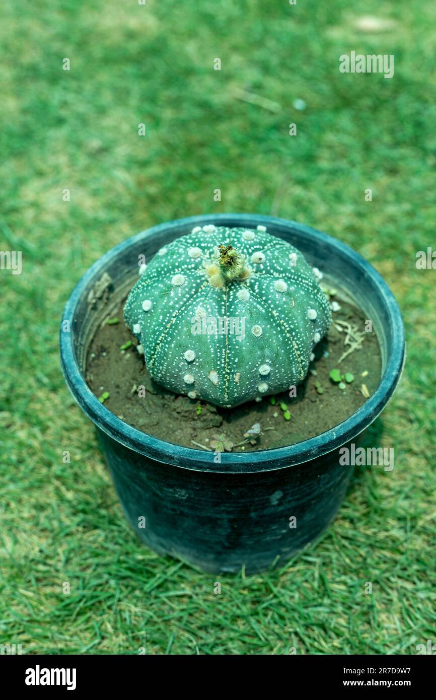 Astrophytum asterias caactus en pot Banque D'Images