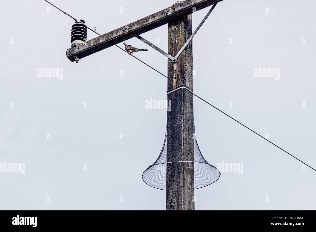 Filet de protection en nylon ou en serpent autour du poteau électrique pour protéger les animaux grimpant sur fond de ciel Banque D'Images