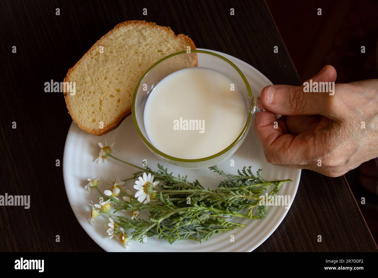 la vieille main tient une tasse de lait près des pâquerettes et un morceau de pain à une table Banque D'Images