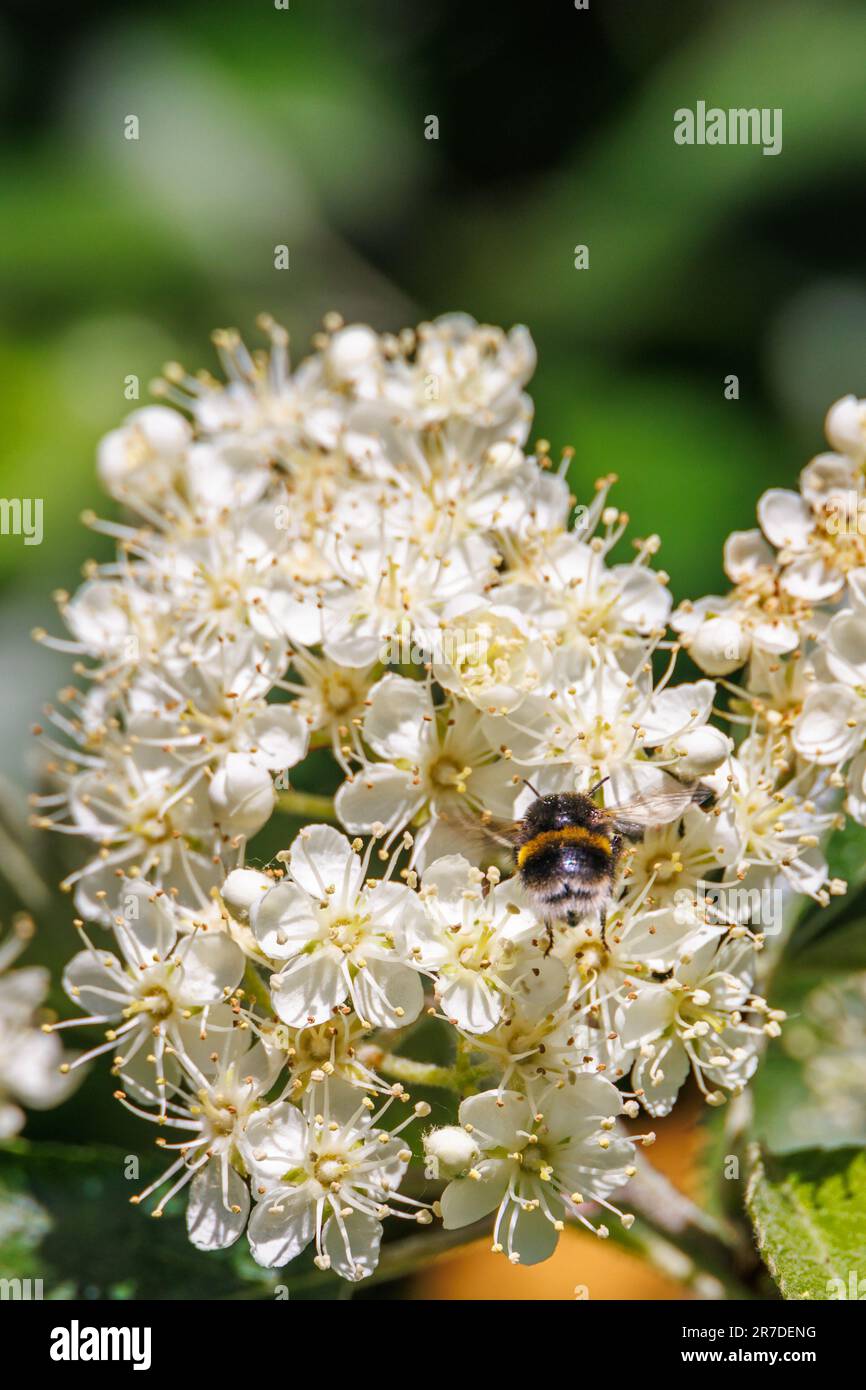 Fleur avec une abeille pollinisante à queue de Buff Banque D'Images
