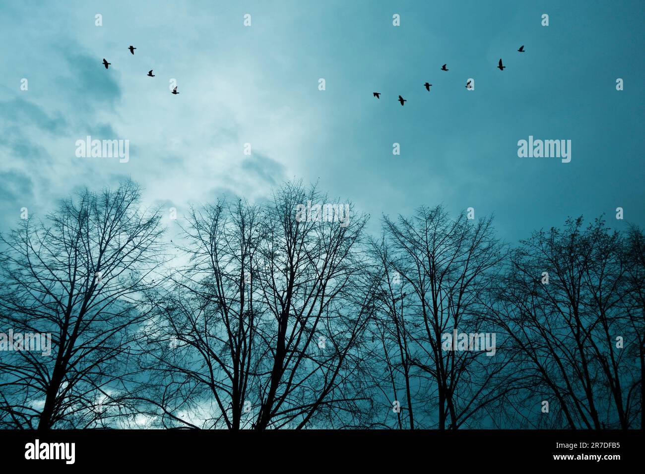 oiseaux volant par des arbres Banque D'Images
