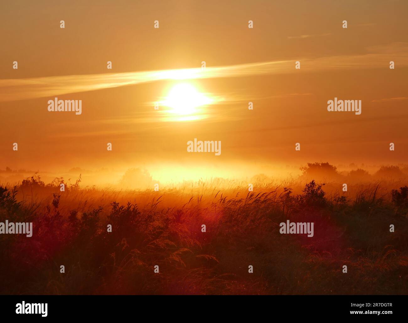 Lever du soleil sur le marais du nord. Le brouillard du matin part de la surface de l'eau vers les prairies bushy (la fierté du matin). Humidité élevée et atmosphère rouge Banque D'Images