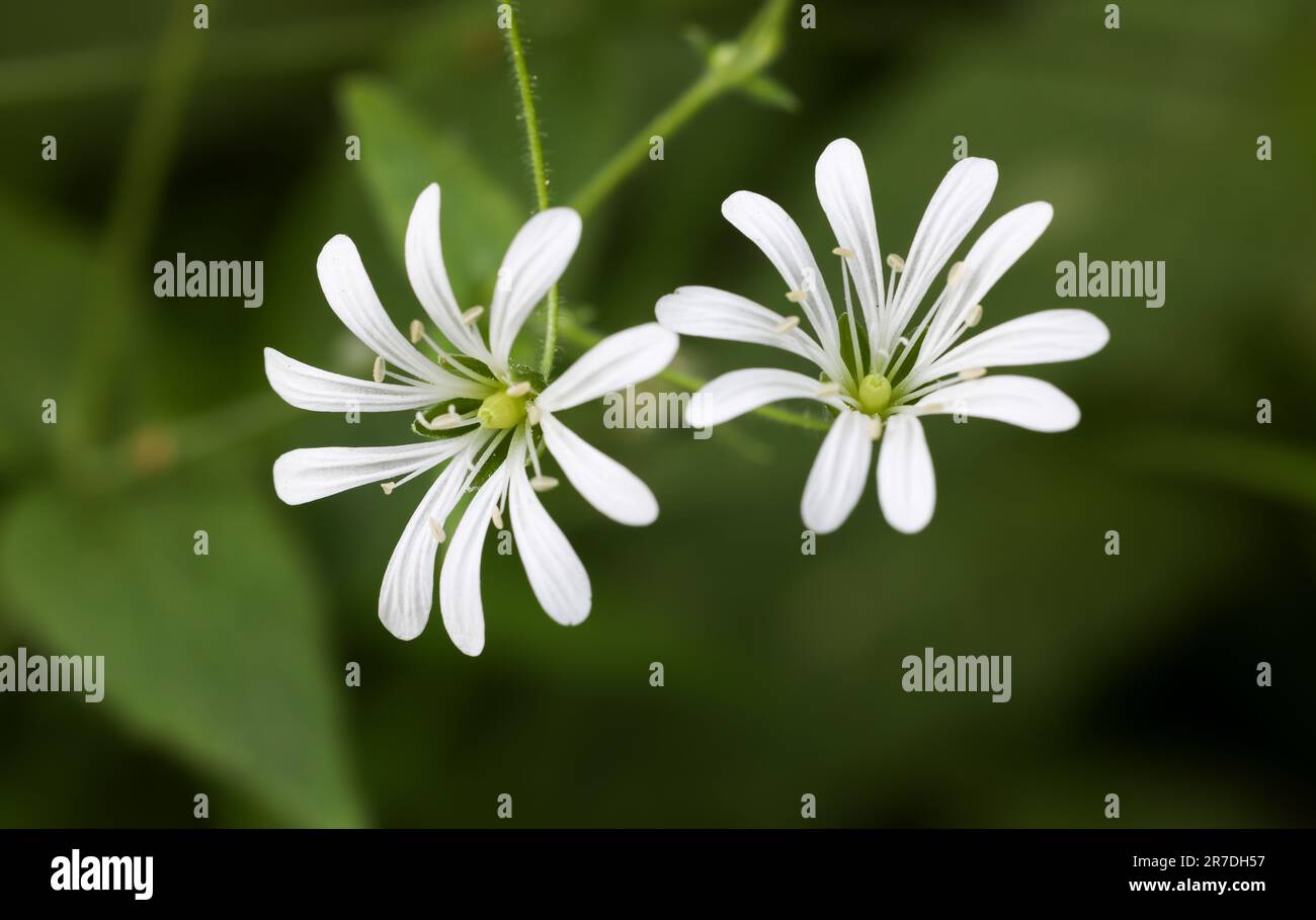 Floraison Starwort Banque D'Images