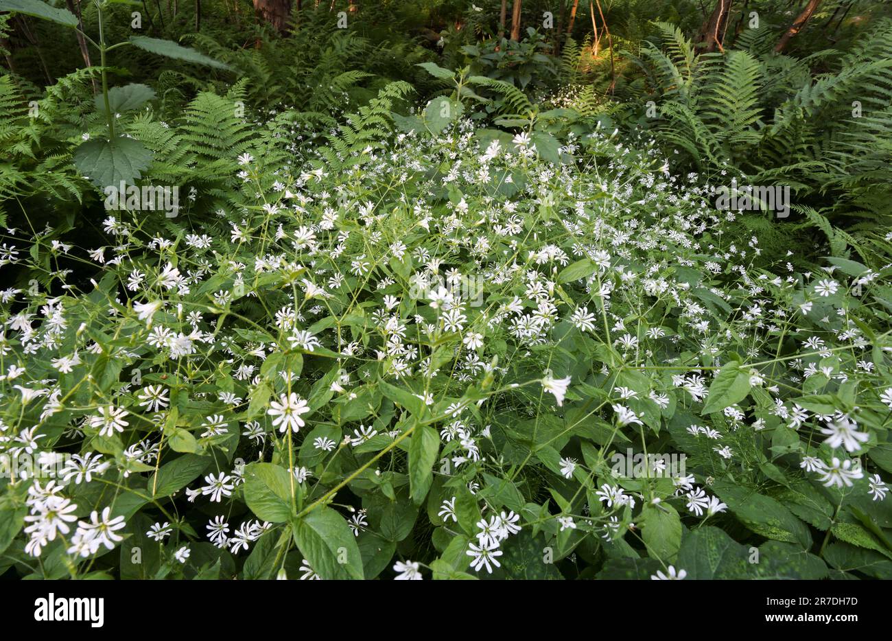 Floraison Starwort Banque D'Images