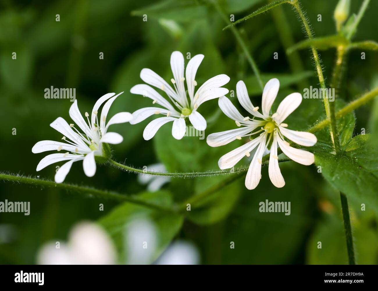 Floraison Starwort Banque D'Images