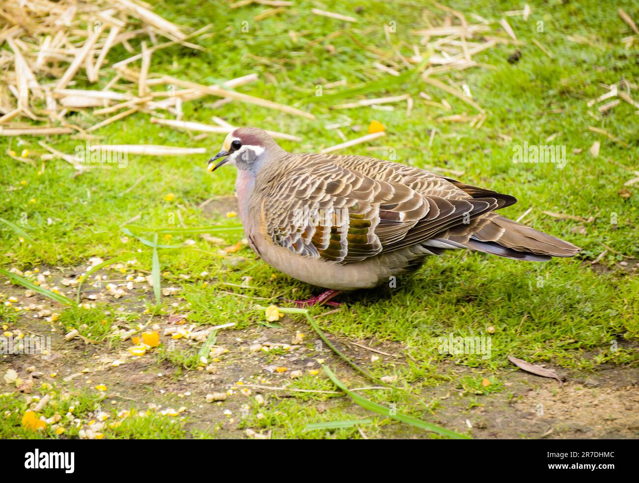 Common Bronzewing photo prise au sanctuaire Moonlit Banque D'Images