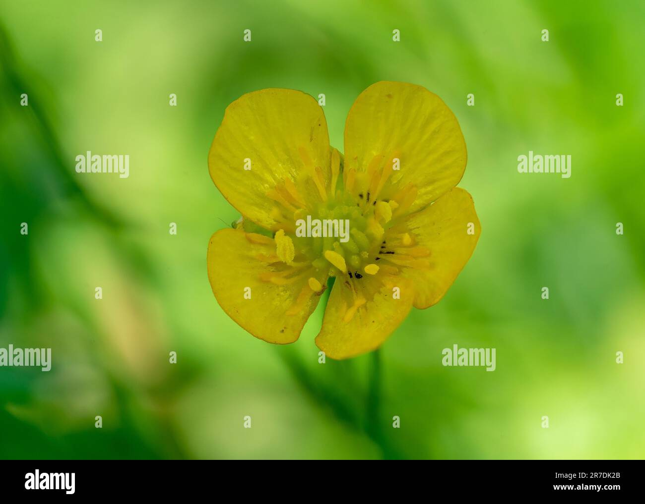 La fleur brûlante de Buttercup (Ranunculus flammula) sur fond vert Banque D'Images