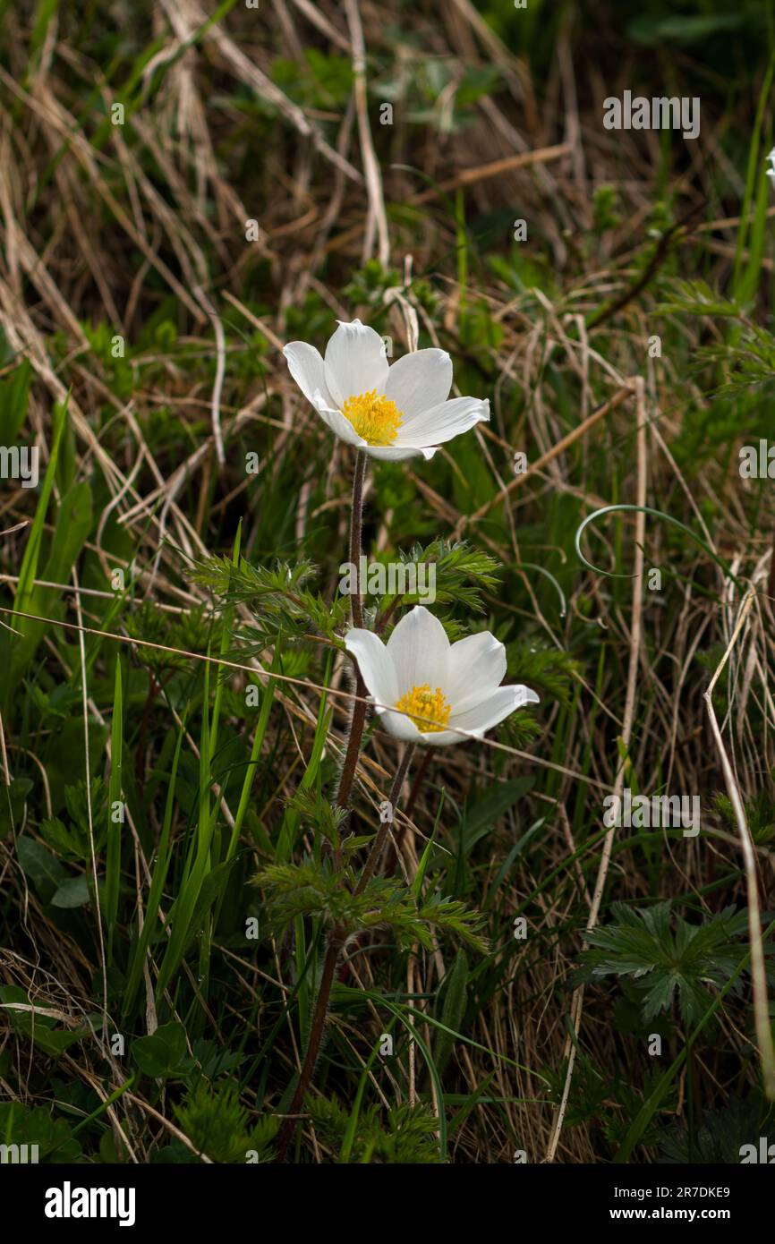 anémone alpine sur un pré de montagne dans le parc national hohe tauern en autriche, lors d'une journée d'été Banque D'Images