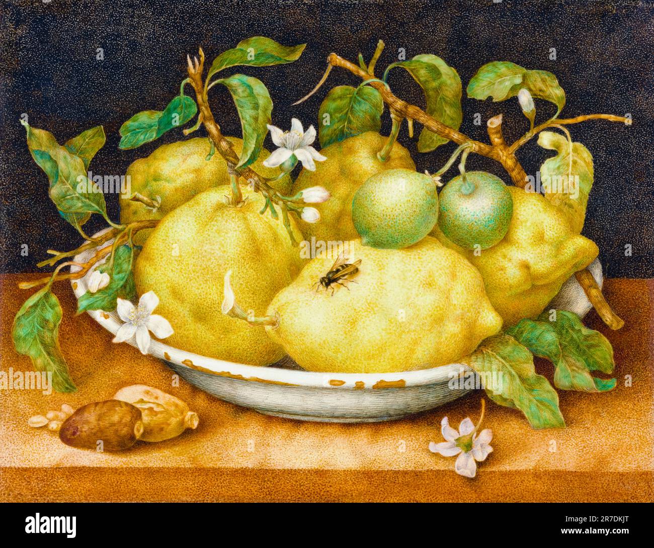 Giovanna Garzoni, Still Life with Bowl of Ctrons, peinture à tempera sur vellum, 1645-1649 Banque D'Images