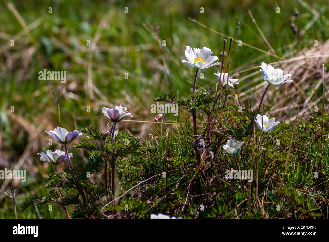 anémone alpine sur un pré de montagne dans le parc national hohe tauern en autriche, lors d'une journée d'été Banque D'Images