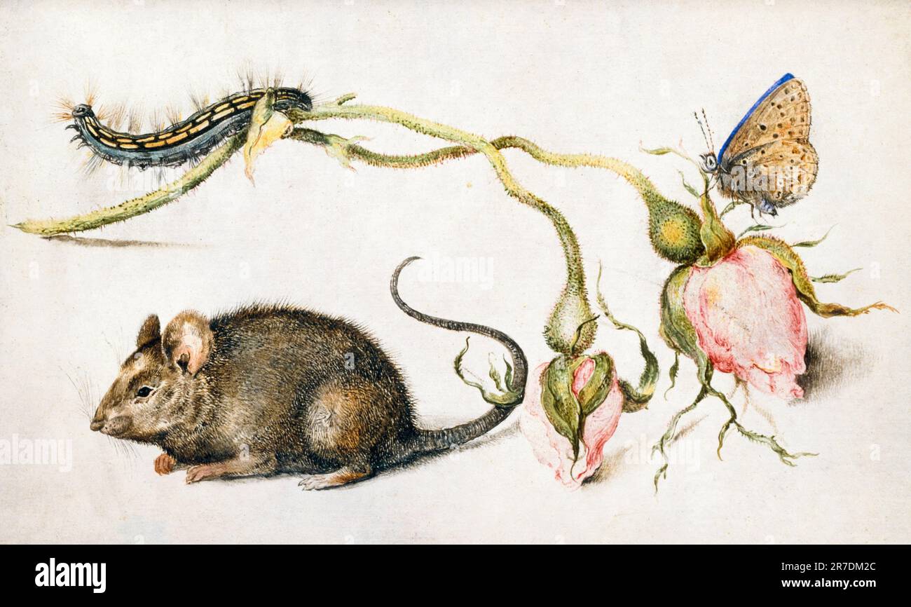 Jan Brueghel The Elder, Mouse with Roses, STILL Life painting in Oil on Copper, 1605-1611 Banque D'Images