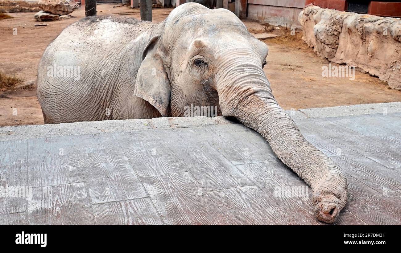 Vue d'un éléphant avec son tronc en Espagne Banque D'Images