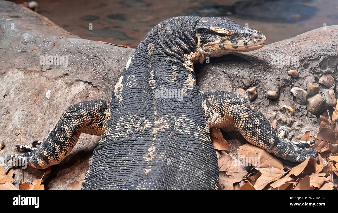 Vue sur un moniteur aquatique asiatique dans le zoo Banque D'Images