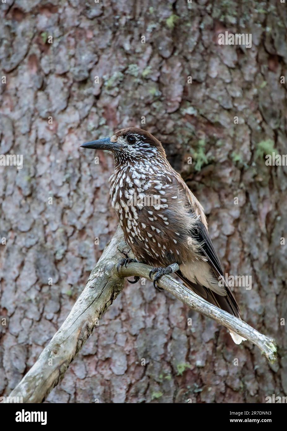 Portrait d'un oiseau de casse-noisette eurasien sur une branche d'un arbre dans les alpes suisses Banque D'Images