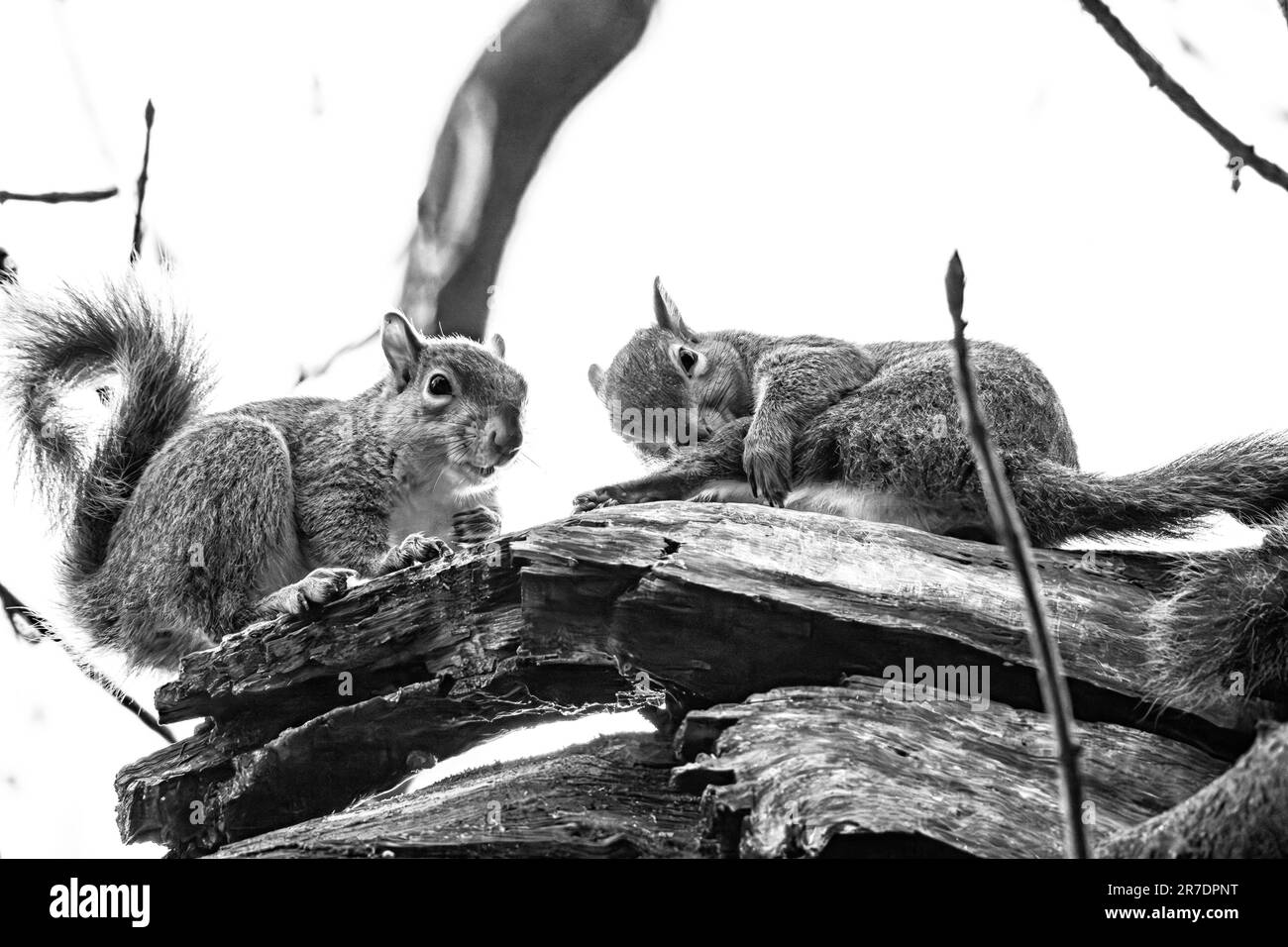 Écureuils sur une branche en noir et blanc Banque D'Images