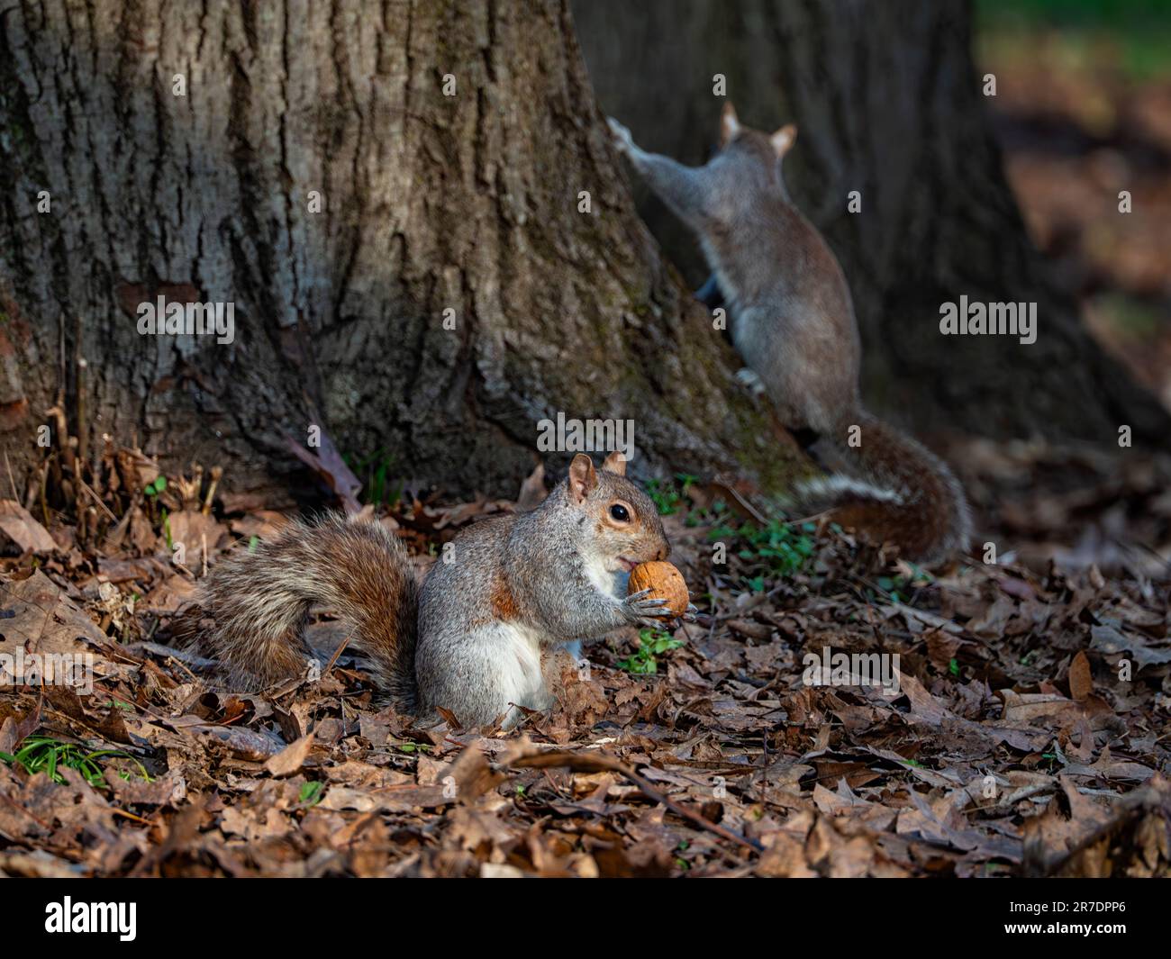 Gros plan d'un écureuil avec un écrou Banque D'Images