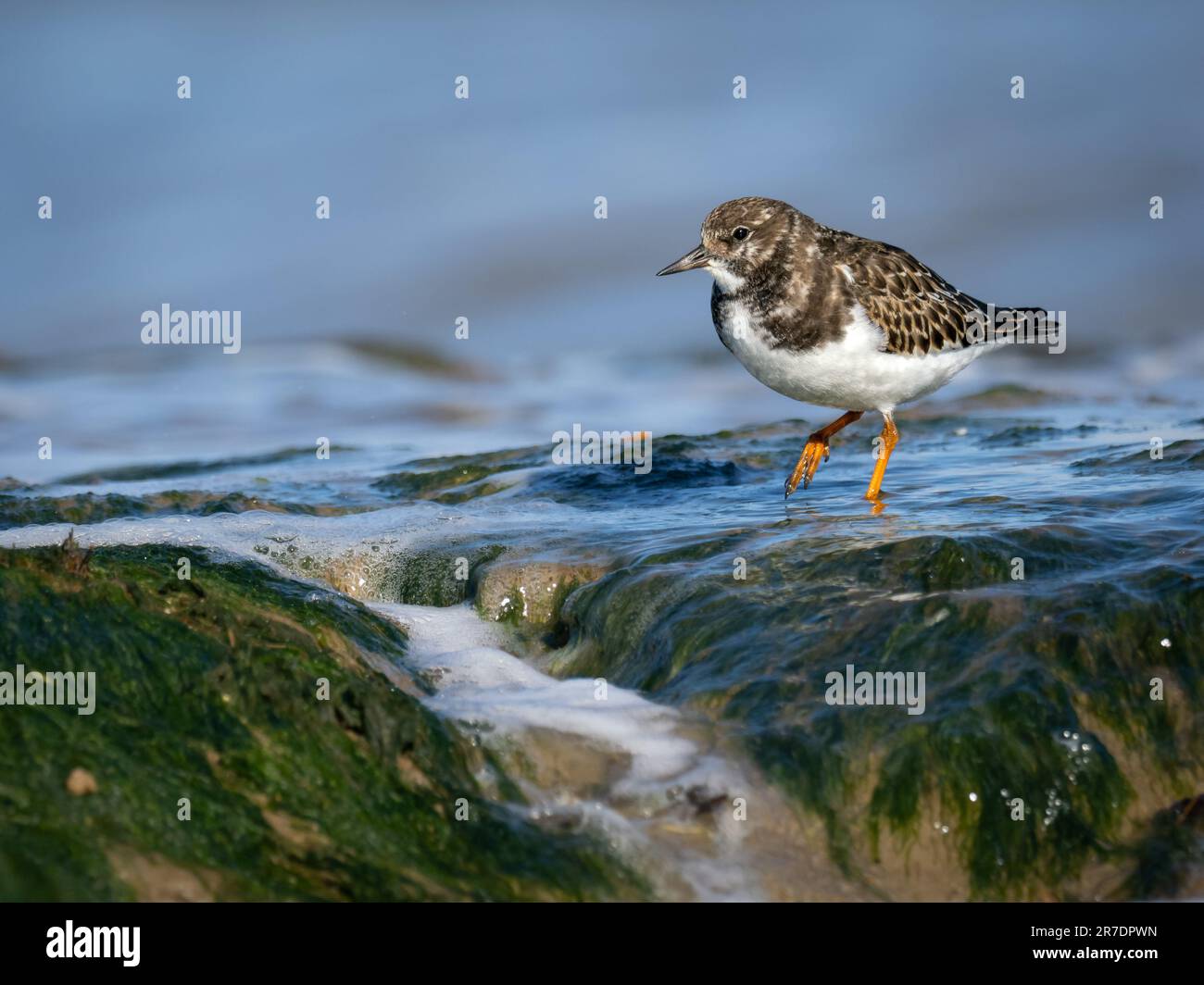 Un bel oiseau brun et blanc se tenant sur un rivage rocheux, avec de douces vagues qui claque les bords des rochers Banque D'Images