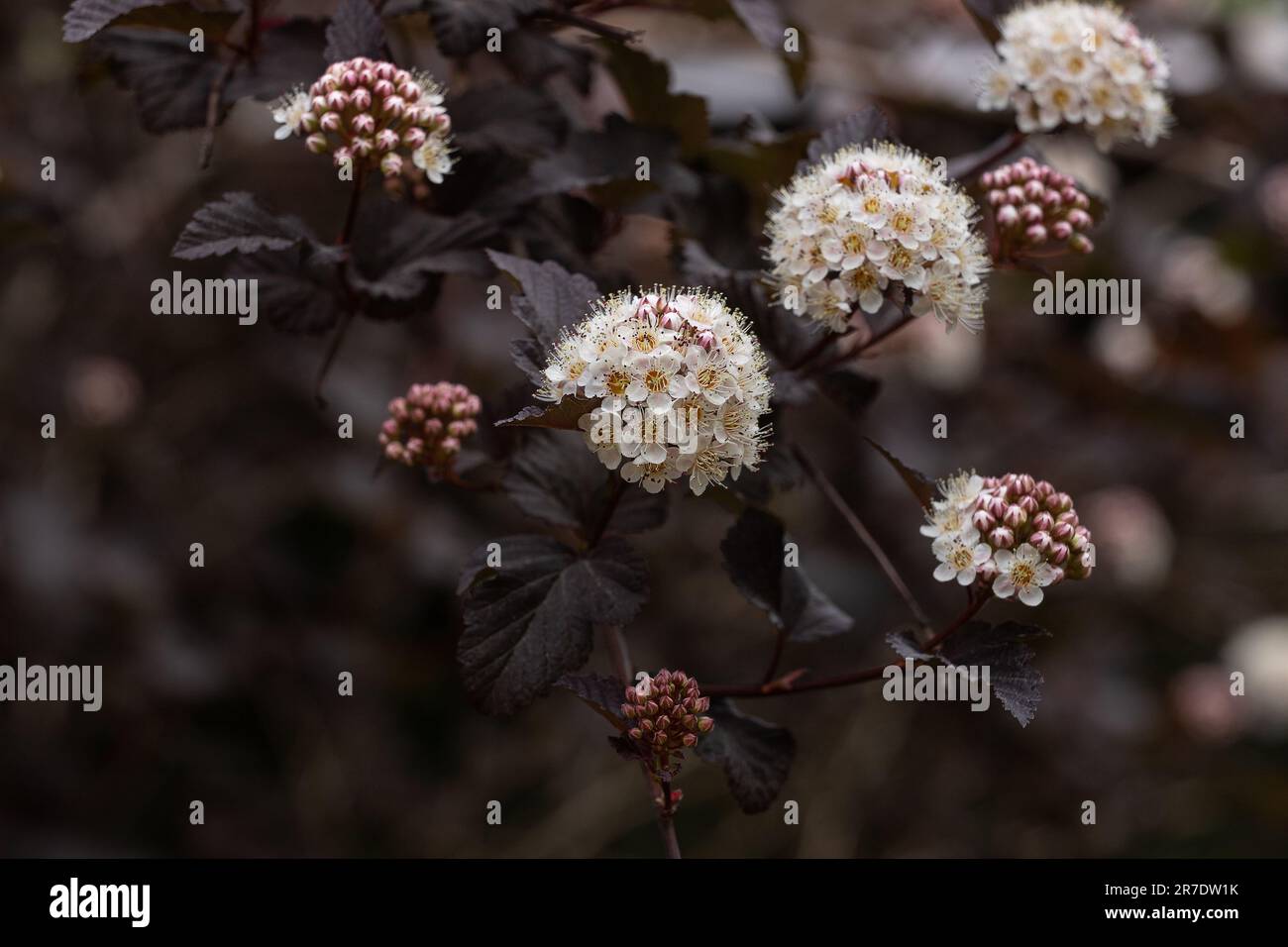 Physocarpus opulifolius 'Diabolo' photo: Bo Arrhed Banque D'Images