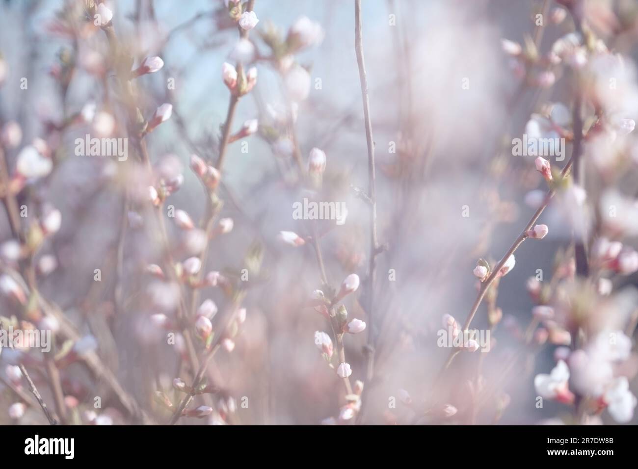 Arrière-plan flou de fleurs blanches parfumées sur les branches de la cerise Prunus Tomentosa lors d'une journée ensoleillée dans un jardin de printemps.fleurs de cerisier en fleur Banque D'Images