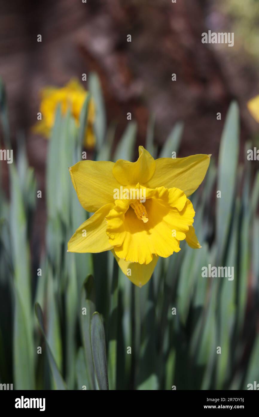 Une fleur jaune vif qui fleurit au soleil dans un jardin verdoyant Banque D'Images Une fleur jaune vif qui fleurit au soleil dans un jardin verdoyant Banque D'Images