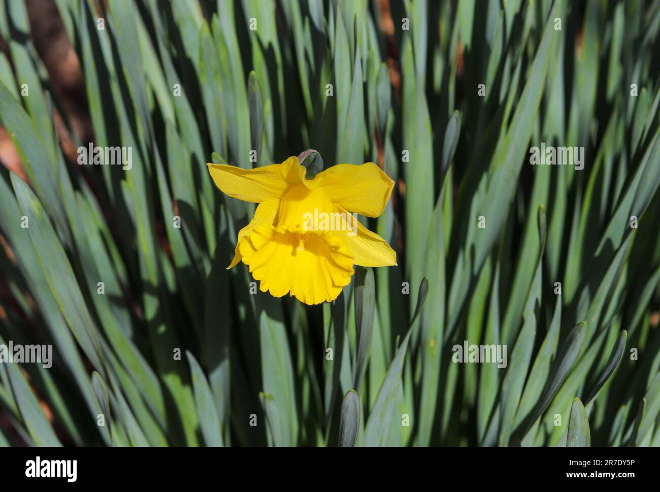 Une fleur jaune vif qui fleurit au soleil dans un jardin verdoyant Banque D'Images Une fleur jaune vif qui fleurit au soleil dans un jardin verdoyant Banque D'Images