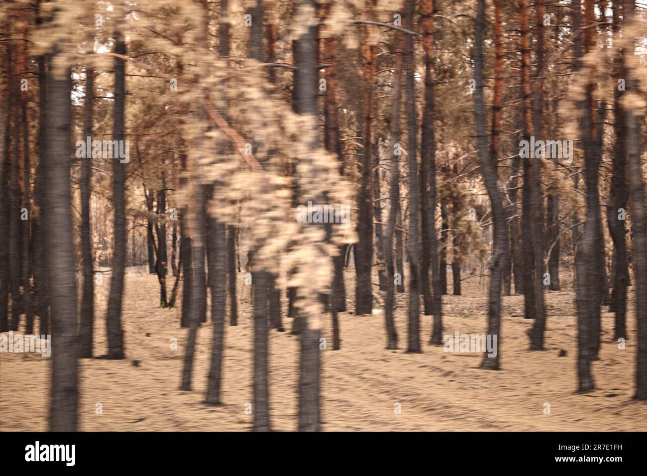 Arrière-plan flou de forêt brûlée. Forêt brûlée après un incendie important en Ukraine région de Luhansk, Smolyaninovo. Feux de forêt, forêts de pins en feu. Pour Banque D'Images