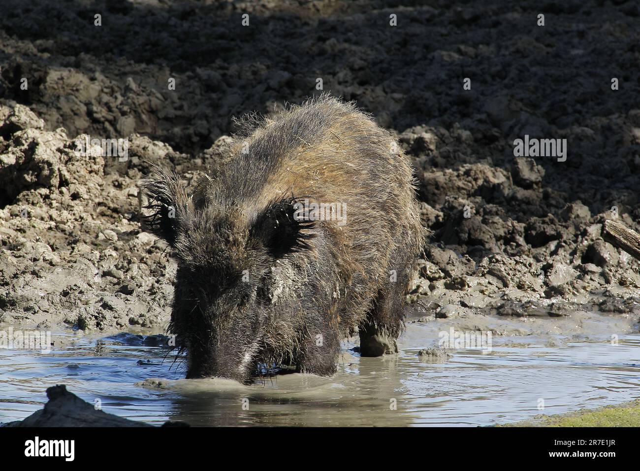 Wild Boar, sus scrofa, adulte à la recherche de nourriture à Mud, Normandie Banque D'Images