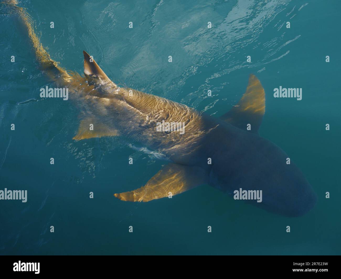 Tawny Nurse Shark, les Kimberley en Australie occidentale Banque D'Images