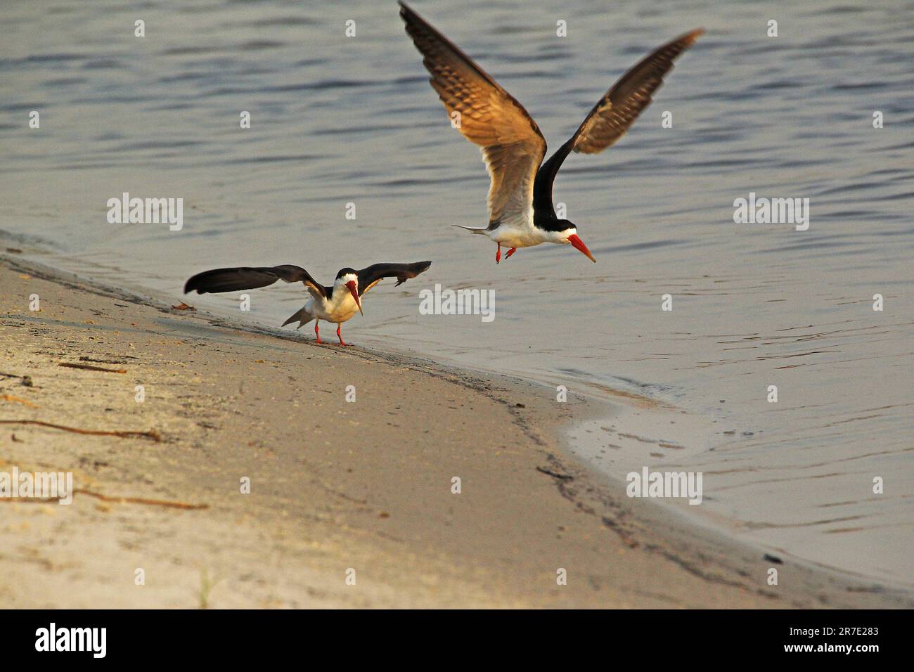 Black Skimmer, rynchops niger, adultes en vol, rivière Chobe, delta de l'Okavango au Botswana Banque D'Images