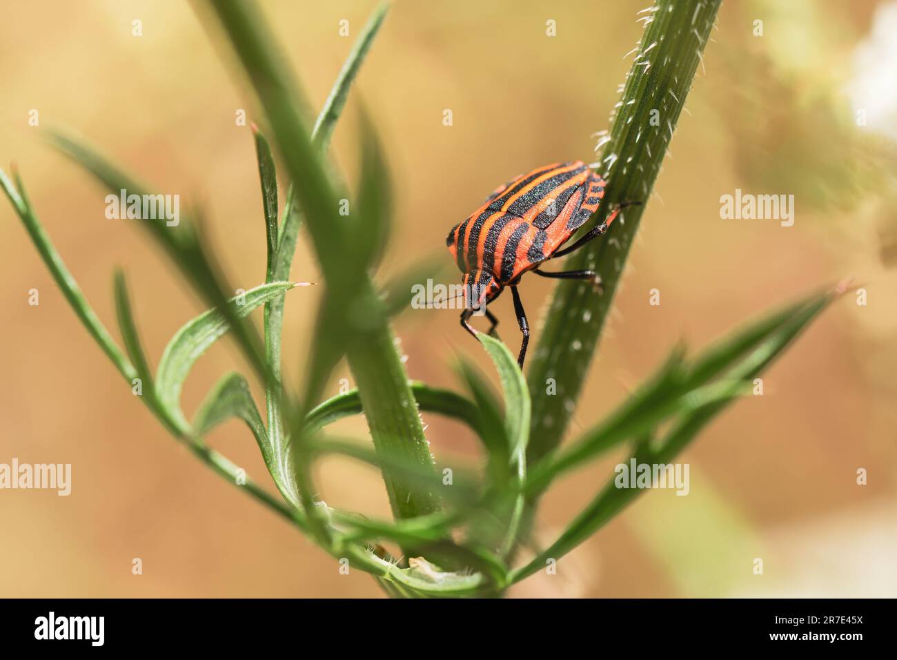 Punaie à rayures (Graphosoma italicum) sur une plante ombellifère sauvage Banque D'Images