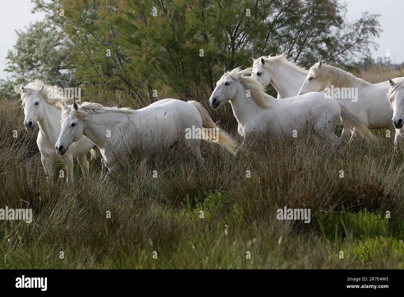 Camargue Horse, Herd, Saintes Marie de la Mer dans le Sud de la France Banque D'Images