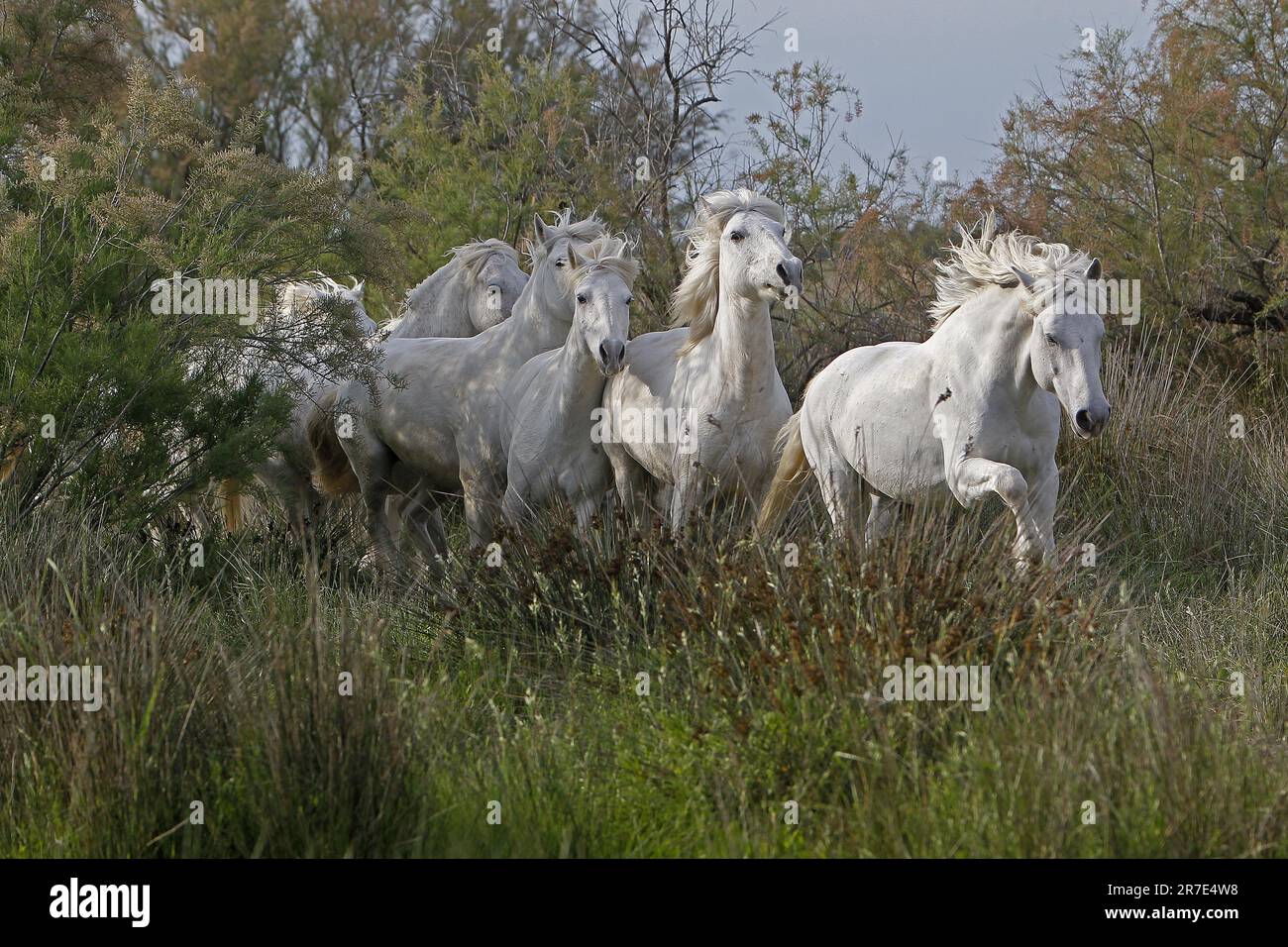 Camargue Horse, Herd, Saintes Marie de la Mer dans le Sud de la France Banque D'Images