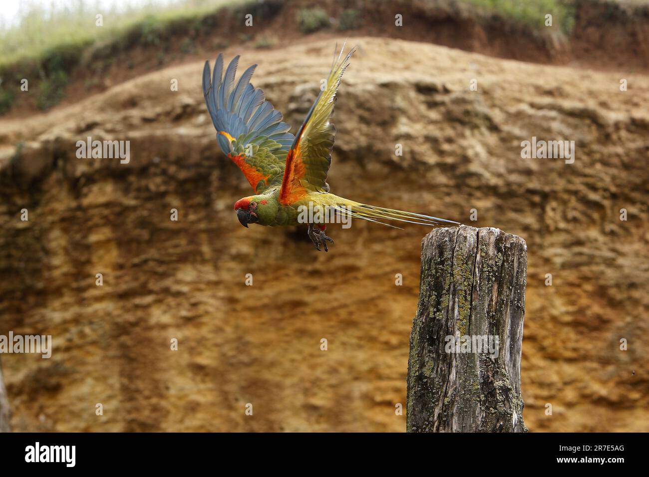 Macaw à façade rouge, ara rubrogenys, adulte en vol, départ de Post Banque D'Images