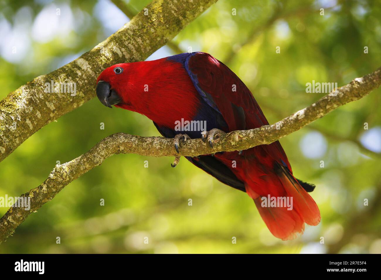 Eclectus Parrot, éclectus roratus, femme debout sur la branche Banque D'Images